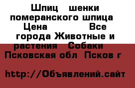 Шпиц - шенки померанского шпица › Цена ­ 20 000 - Все города Животные и растения » Собаки   . Псковская обл.,Псков г.